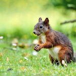 Wildlife Photography in the Great Outdoors: Tips and Techniques