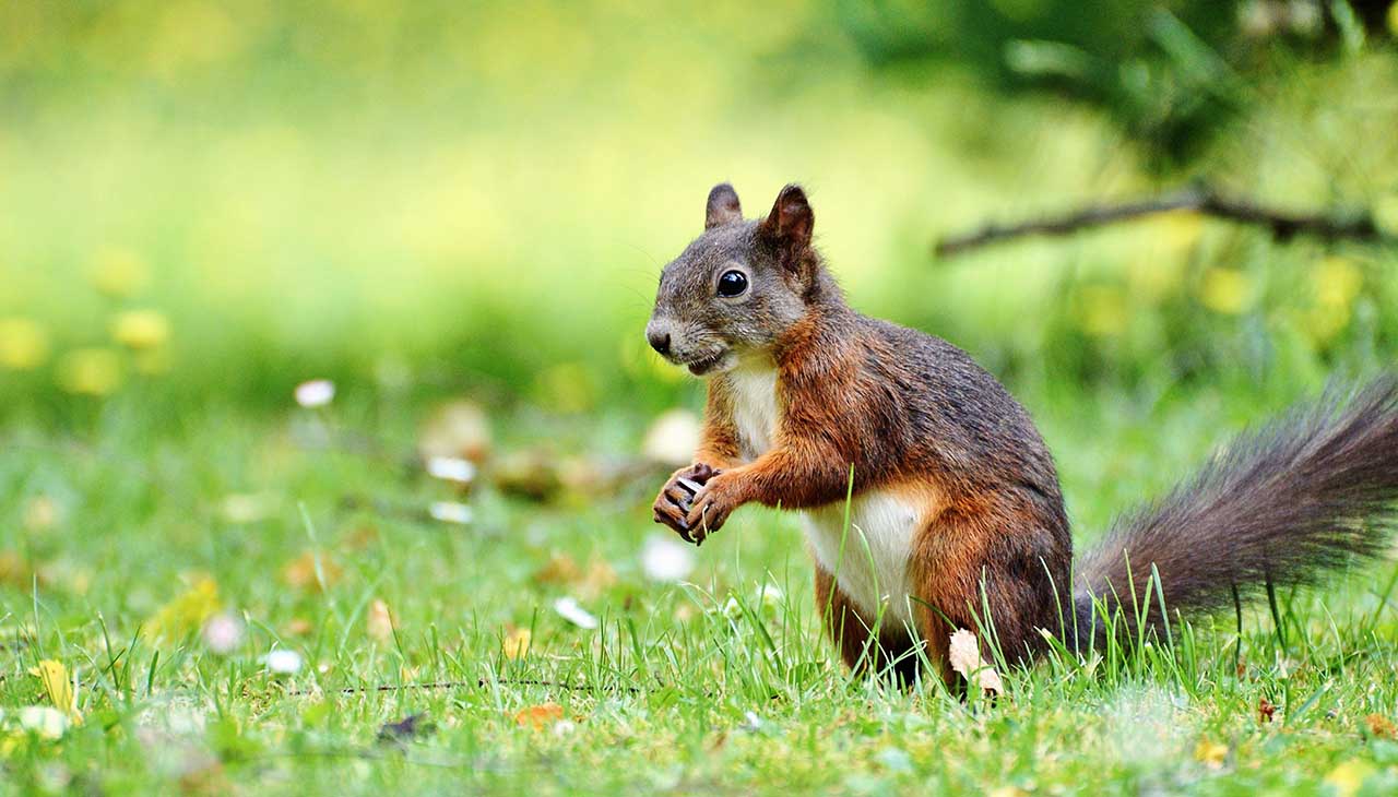 Wildlife Photography in the Great Outdoors: Tips and Techniques